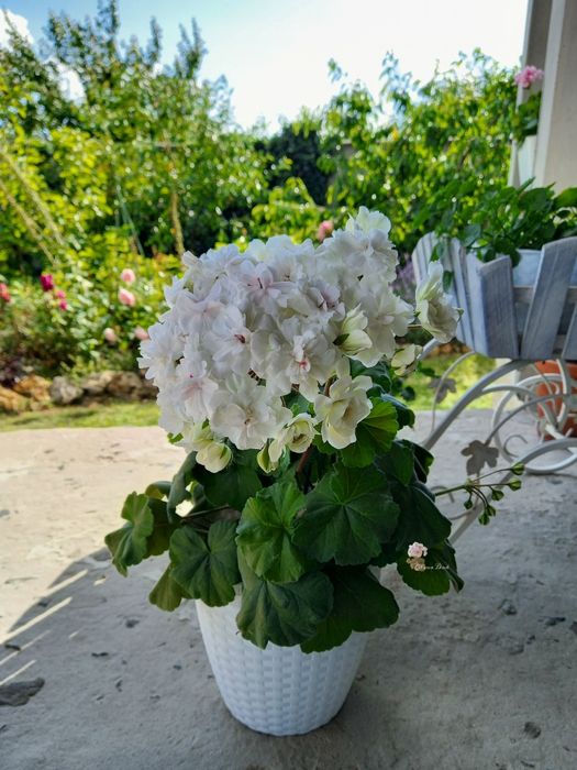 пеларгонії сортові