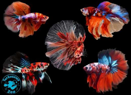 Rybka akwariowa BOJOWNIK NEMO GALAXY LONG TAIL, Sklep Turkusowe Zoo