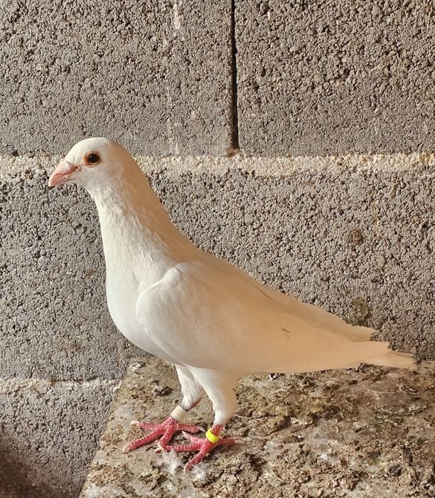 Pombas correias brancas