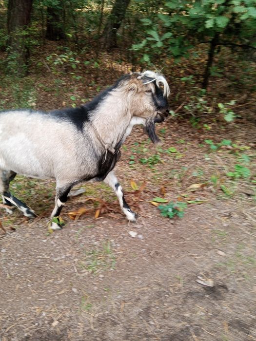 Племінний цап Ламанч, покриття кіз,погулять козу