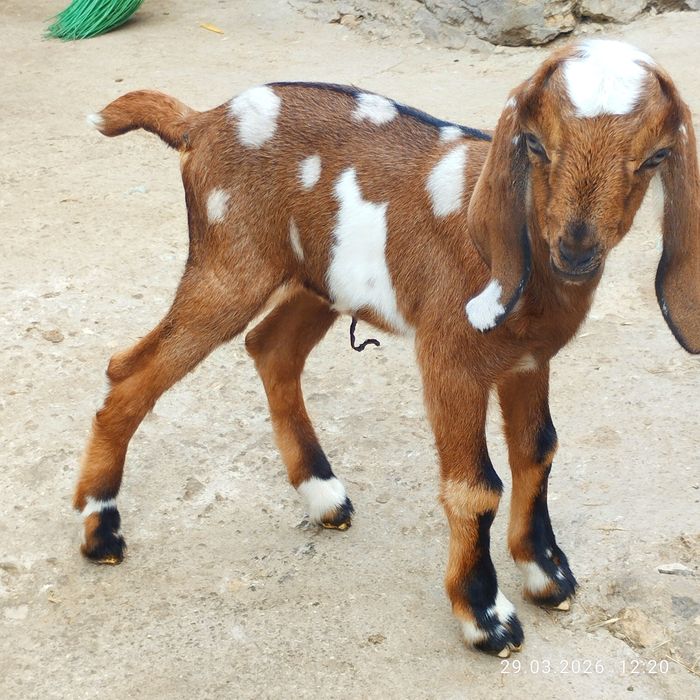 Козеня,коза, козенята 93,75% англонуби