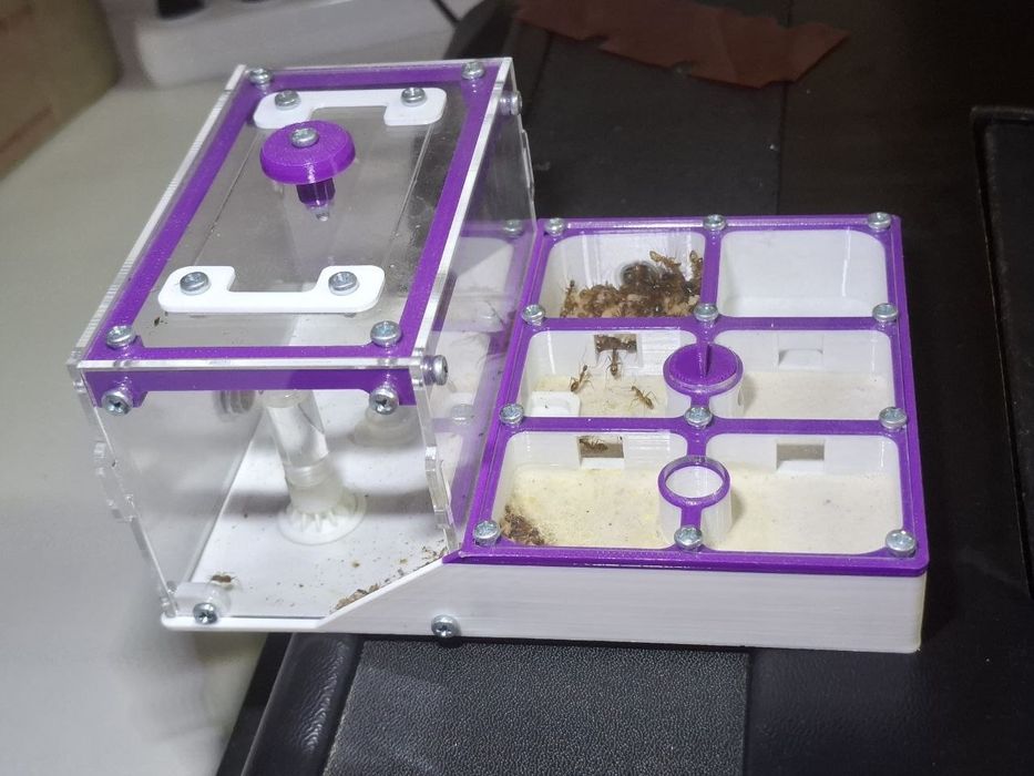 Продам мурах Camponotus pseudoirritans