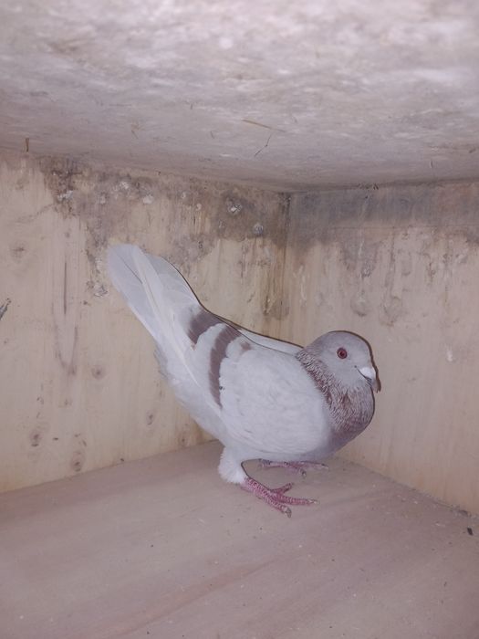 Sprzedam gołębie pocztowe