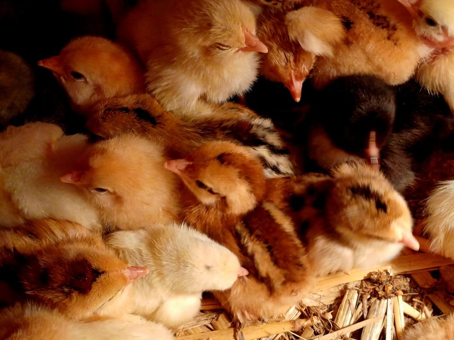 Kurczaki dostępne od ręki