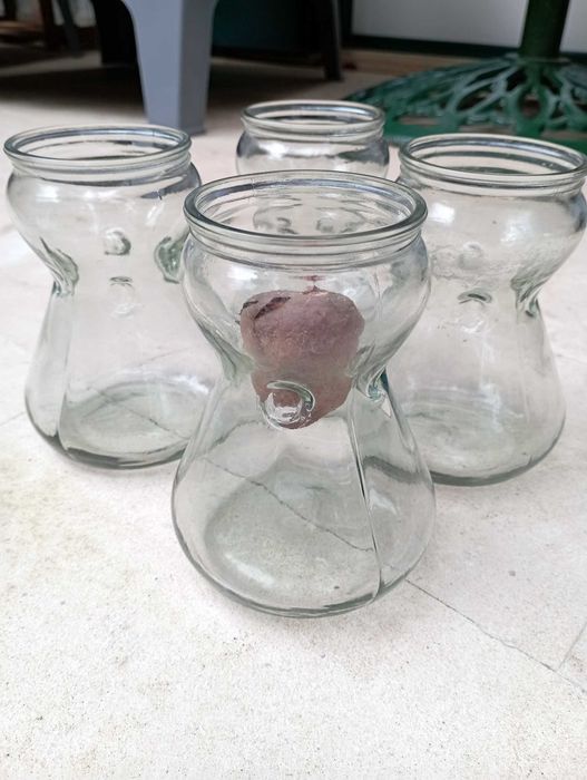 Frascos de Germinação Bolbos