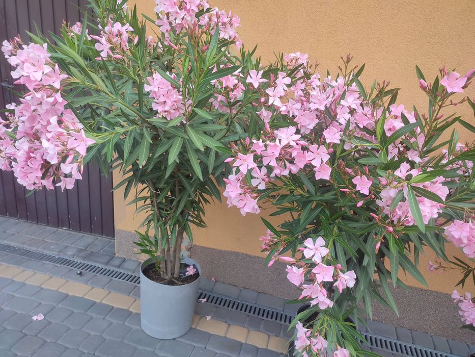 Oleander bialy i różowy