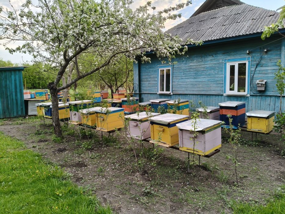 Пчелосімї,Бджолосімї, пчелопакети, пчелосемьи