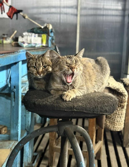 Стерилизованные кошечки. Кошечка даром. Кошка бесплатно. Котенок.