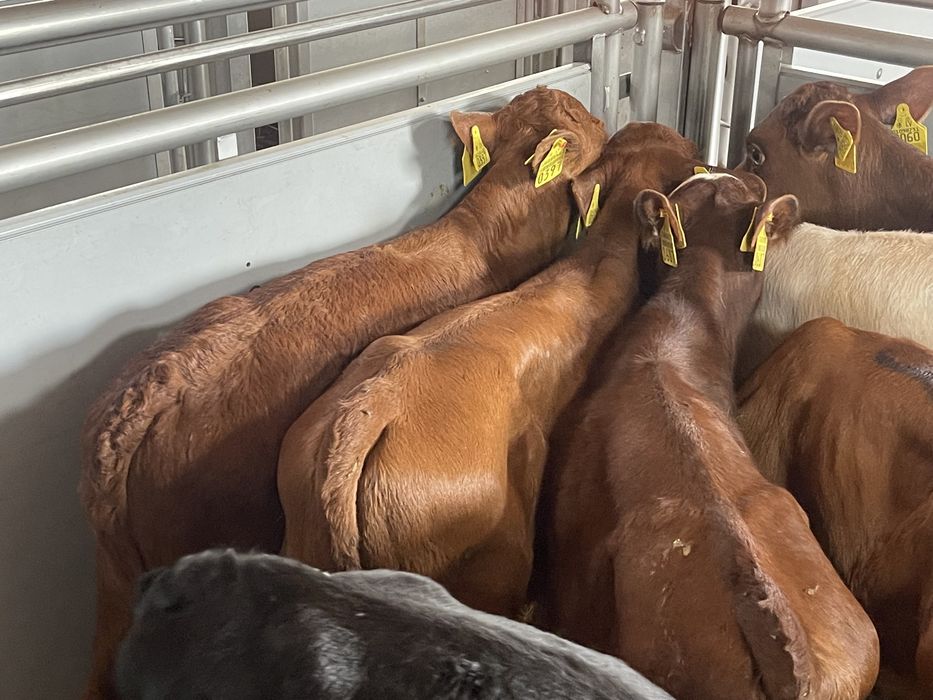 Cielaki odsadki byczki jałóweczki