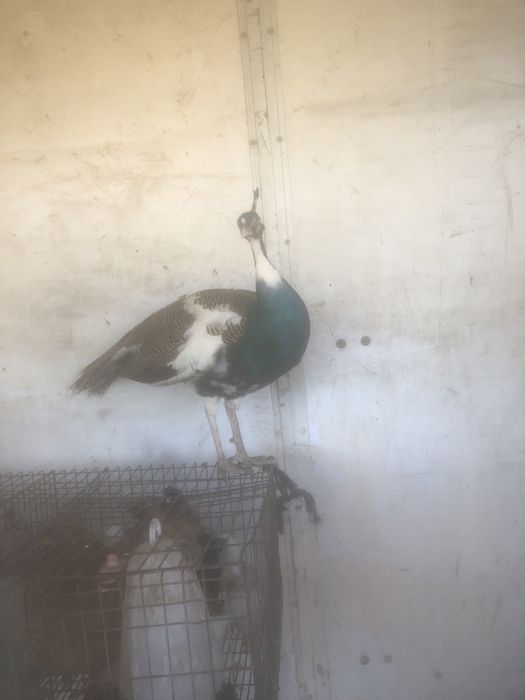 Dispenso casal de pavois
