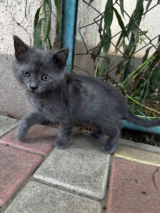 Продаж любячих кошенят