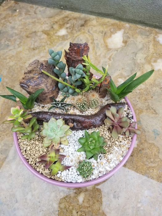 Arranjo de Suculentas
