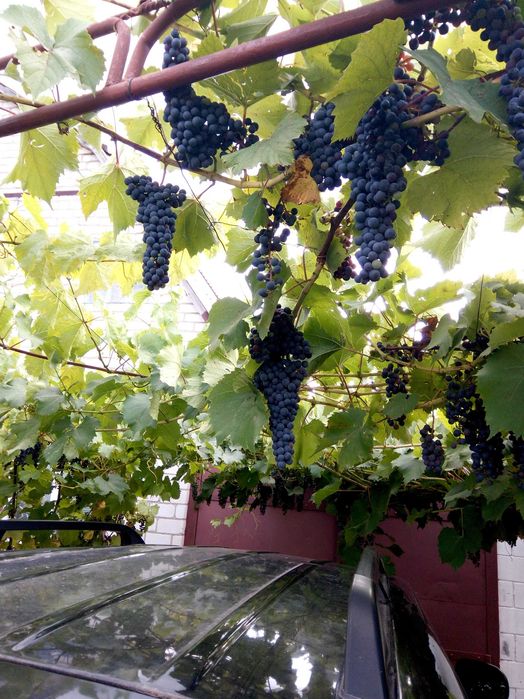 Дача  СТ Дніпро с. Благодатне