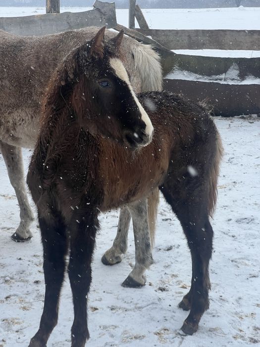 Продаються лошата