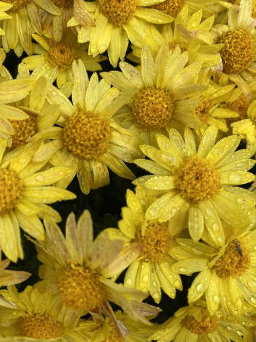 Хризантема мультифлора маточичний кущ