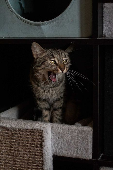 Do adopcji - bury kotek, który oswoił się na marne :c