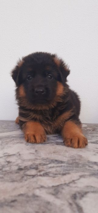 Owczarek Niemjecki Krótkowłosy FCl