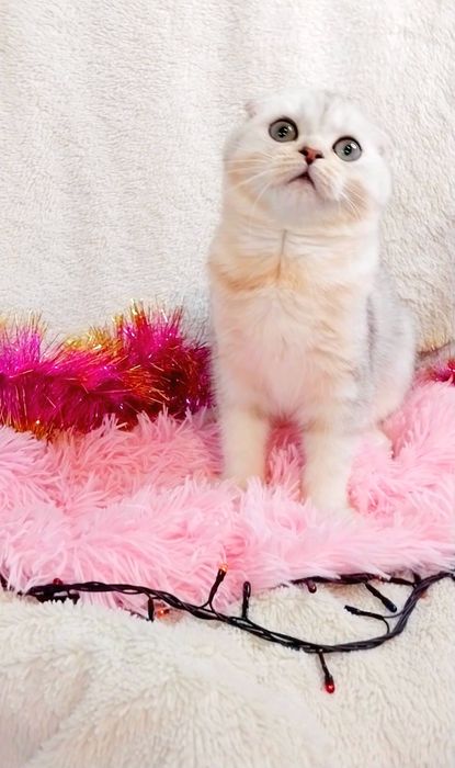 Невероятно ласковый малыш Серебристая шиншилла фолд