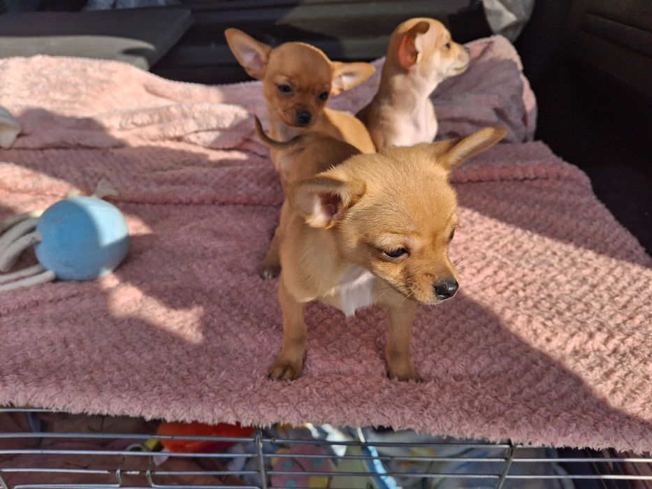 Продаж Чіхуа хуа цуценят