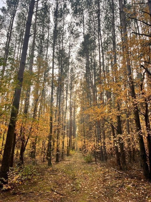 Sprzedam 45-letni LAS 4,5956ha