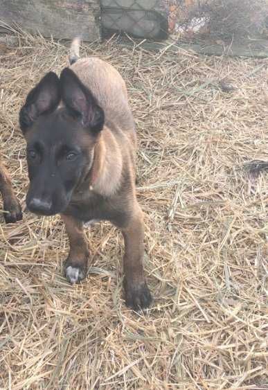 Owczarek belgijski malinois