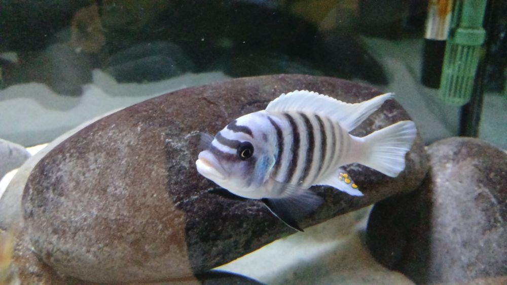 Ciclideos africanos malawi maison reef