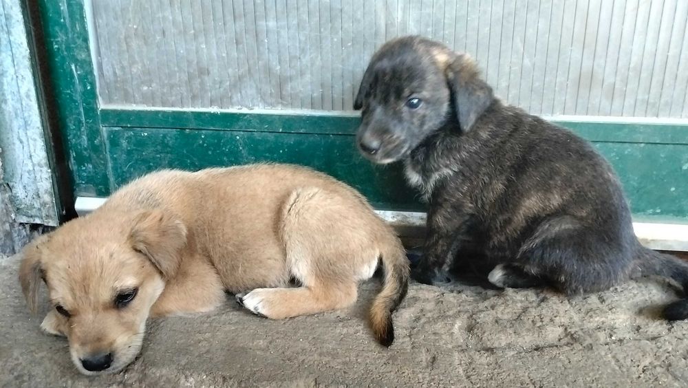 Tenho cães bebés para dar