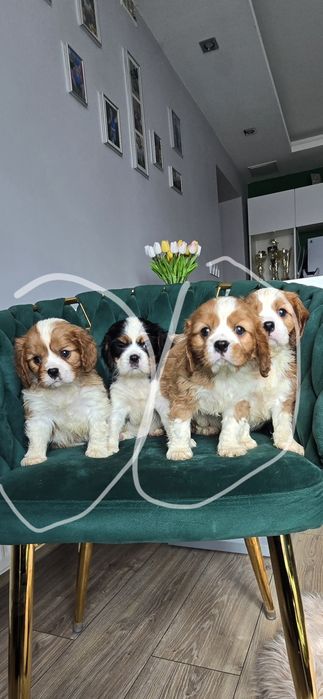 Piesek blenheim Cavalier King Charles Spaniel