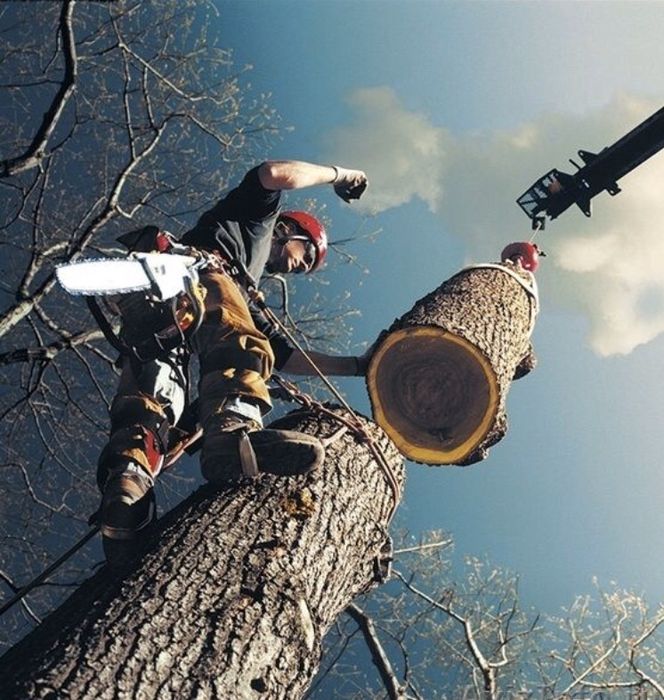 Спил деревьев любой сложности. Дробление и измельчение веток.