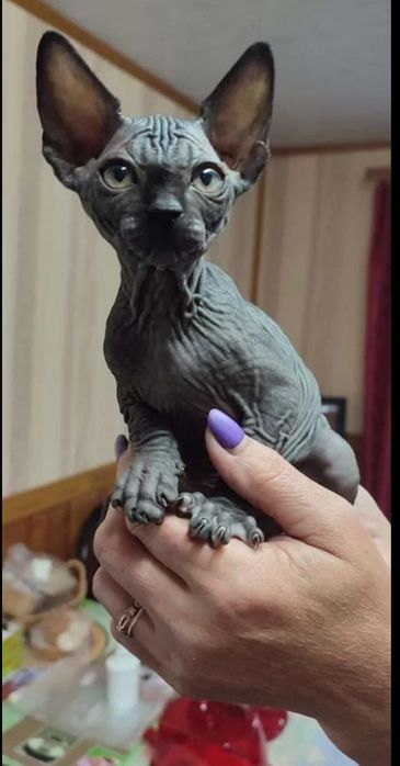 Канадские сфинксы котята