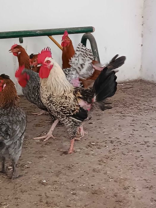 Vendo galos nascidos de ovos de cor