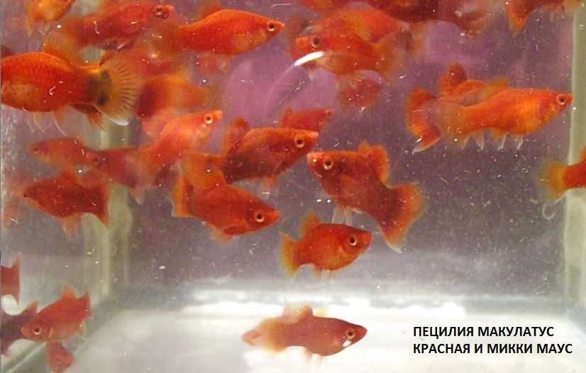 Меченосцы, молинезии, велиферы и п.р.