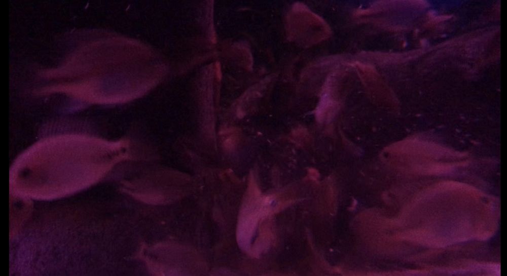 Viejas synspilum beluze