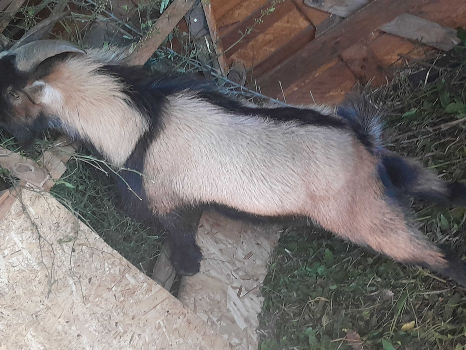 Cabritas anãs MACHO