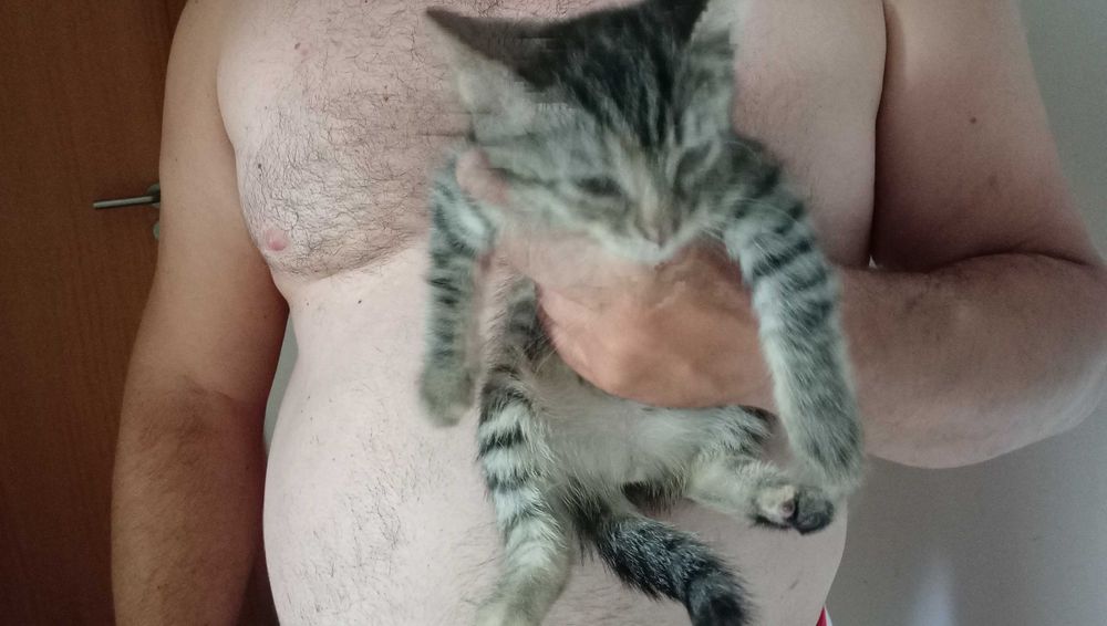 Gatinha para adocao