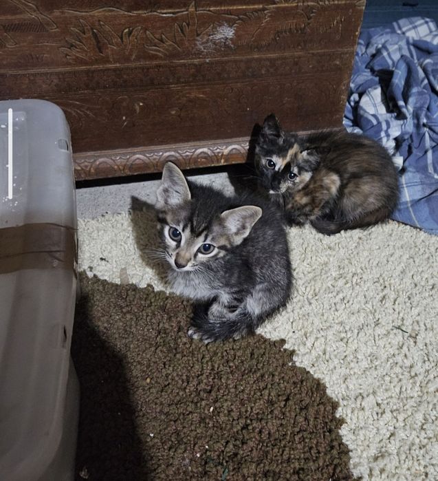 Gatinhos bebe para adoção