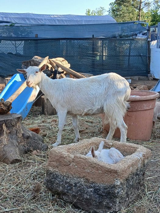 Cabra Jovem (1º Parto) com Cabrito Macho – Raça Saanen