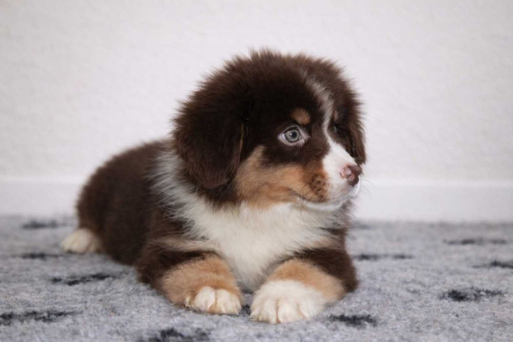 Pastor Americano Miniatura - Mini Pastor Austaliano