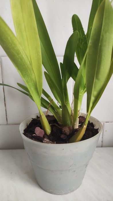 Орхідея Камбрія Colmonara White Lip і Камбрія Nelly Isler