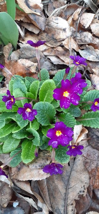 Примули. Медуниця, Іриси, Живучка, Яснотка та ін. багаторічники