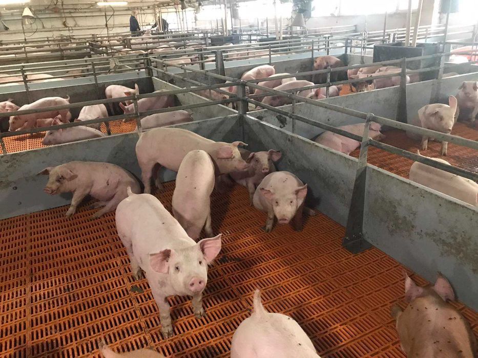 Продам поросята мясник