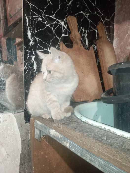 Віддам в добрі руки.