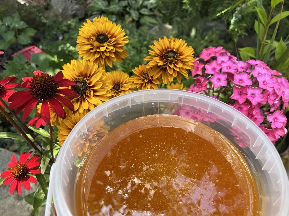 Мед 2025 фацелія+різнотравʼя+соняшник