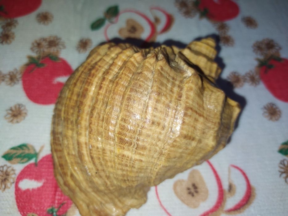 Большая морская раковина 70 годов СССР.