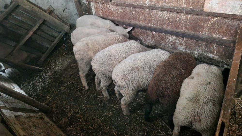 Borregos Texel para criação