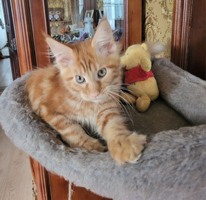 Кошечка Мейн-кун  от крупных родителей из  питомника. Вакцинирована.