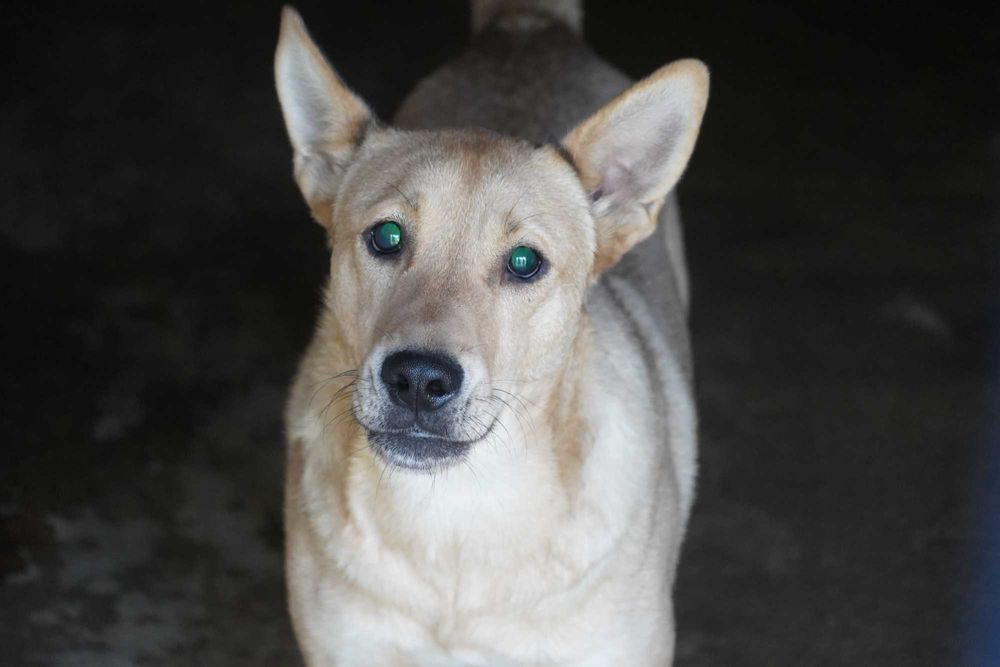 Fosfor - niewidomy pies szuka domu