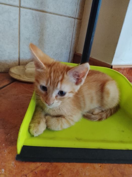 Gatinha laranja de olhos azuis