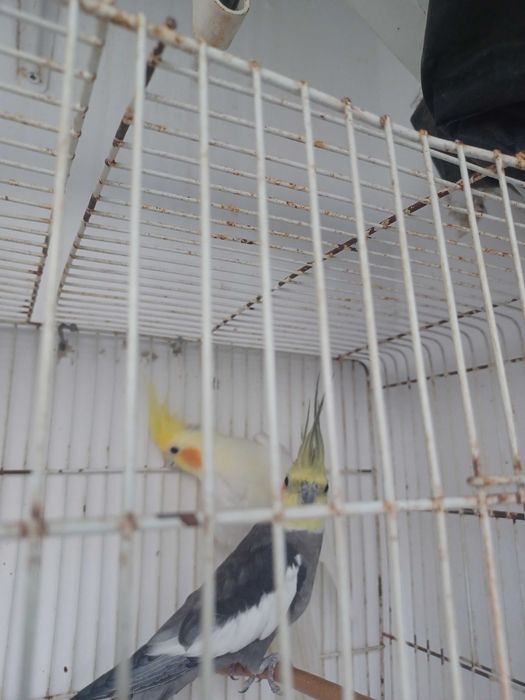Aves varias casais