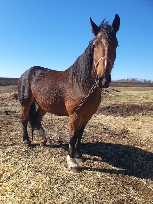 Продам.    кобилу